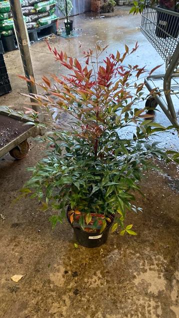 Nandina obsessed beschikbaar voor biedingen