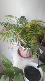 Plant, Ophalen of Verzenden