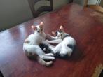 2 katertjes, Dieren en Toebehoren, Katten en Kittens | Overige Katten, Kater, Kortharig, 0 tot 2 jaar