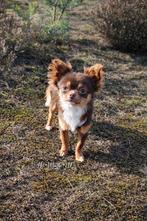 Sjefke 🩵 Chihuahua dekreu. getest=vrij, Dieren en Toebehoren, Nederland, Reu, 1 tot 2 jaar, Parvo