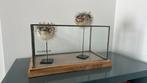 Spinyfish decoration + Riverdale box, Ophalen, Zo goed als nieuw