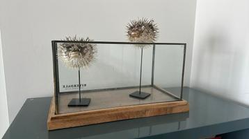 Spinyfish decoration + Riverdale box beschikbaar voor biedingen