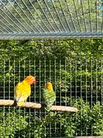 Jonge Fischeri., Dieren en Toebehoren, Meerdere dieren, Geringd, Dwergpapegaai of Agapornis