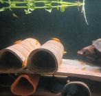 Citroen garnalen, Dieren en Toebehoren, Vissen | Aquariumvissen, Kreeft, Krab of Garnaal