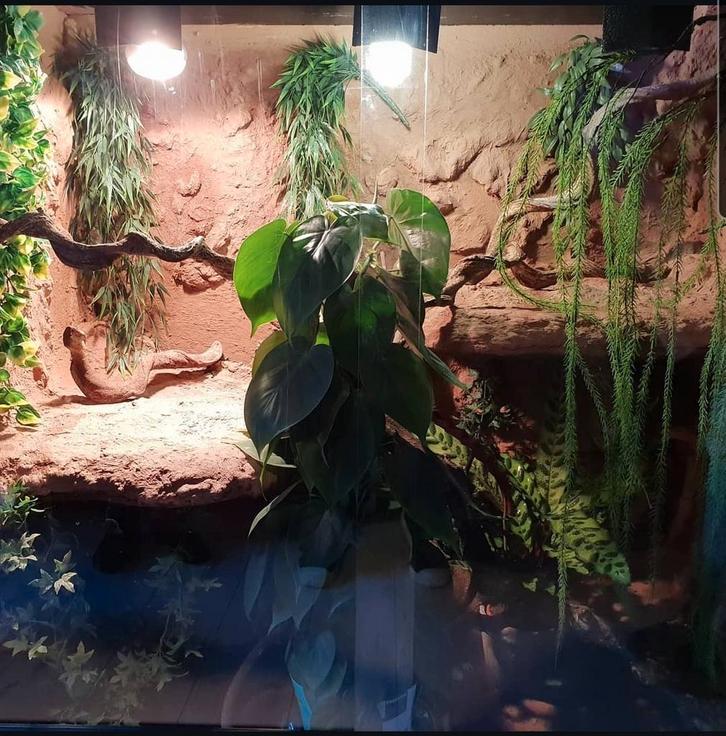 Terrarium 125x125x70, Dieren en Toebehoren, Reptielen en Amfibieën | Toebehoren, Zo goed als nieuw, Terrarium of Paludarium, Ophalen