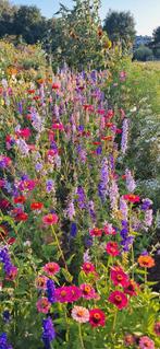 Prachtige eenjarige Ridderspoor zaden, Ophalen of Verzenden, Voorjaar, Volle zon, Zaad