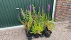 Kattenstaart en hulst, Tuin en Terras, Ophalen of Verzenden, Vaste plant, Vijverplanten, Halfschaduw