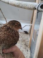 Japanse kwartel haan, Dieren en Toebehoren