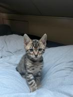 Lief bengaal katertje (kitten), Dieren en Toebehoren, Katten en Kittens | Raskatten | Korthaar, Kater, Gechipt, 0 tot 2 jaar