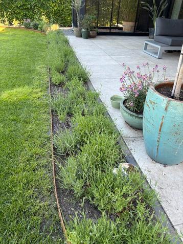 Lavendel volwassen planten 45x beschikbaar voor biedingen