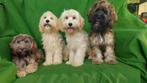 Wollige Maltipoo pups    (   4 Reutjes   ), Maltezer, Nederland, Reu, CDV (hondenziekte)