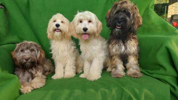Wollige Maltipoo pups    (   4 Reutjes   ) beschikbaar voor biedingen
