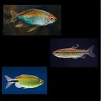 Diverse soorten Congozalmen op voorraad!!!, Vis, Zoetwatervis