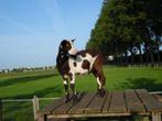 Te koop,  jonge zwartbonte bonte dekbokken bok, Dieren en Toebehoren, Schapen, Geiten en Varkens, Mannelijk, Geit