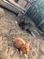 Zwarte vlaamse reus voedster zoekt gecastreerde ram, Dieren en Toebehoren, Konijnen, Vrouwelijk, Groot, 6 tot 8 jaar