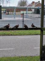 Te koop, parelhals tortelduif, Geslacht onbekend, Overige soorten