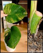 Monstera aurea variegata, Ophalen, Halfschaduw, Minder dan 100 cm