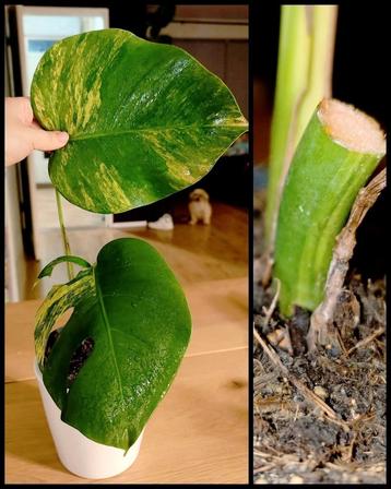 Monstera aurea variegata  beschikbaar voor biedingen