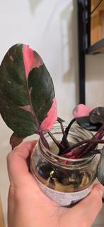 Stekjes Philodendron pink princess marble, Ophalen of Verzenden, Overige soorten, Minder dan 100 cm