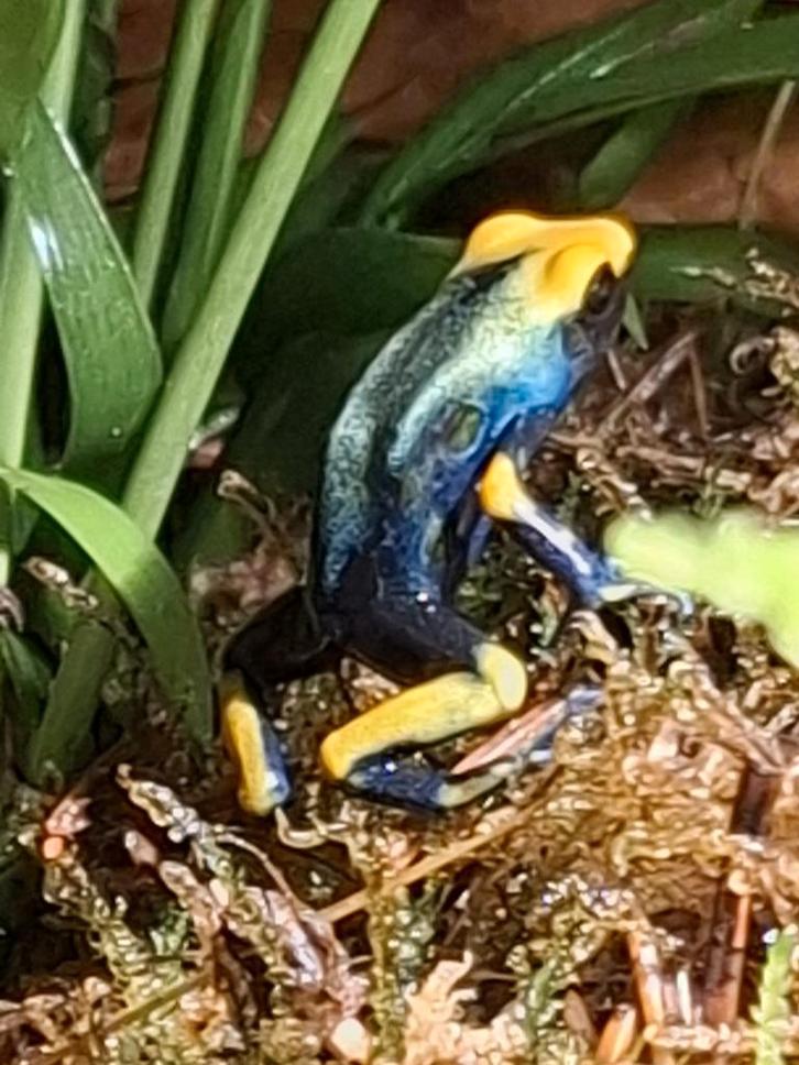 Dendrobates tinctorius tumucumaque