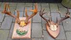 Witstaarthert whitetail antiek herten schedel gewei geweien, Ophalen of Verzenden, Zo goed als nieuw, Hert, Gewei of Kop
