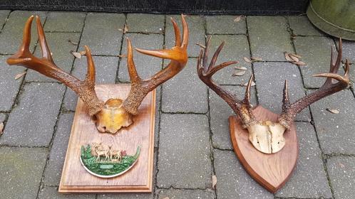 Witstaarthert whitetail antiek herten schedel gewei geweien, Verzamelen, Dierenverzamelingen, Zo goed als nieuw, Gewei of Kop