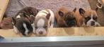 Franse bulldog pups, Dieren en Toebehoren, Overige rassen, CDV (hondenziekte), 8 tot 15 weken, Meerdere