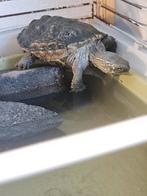 Schildpad inclusief of exclusief schildpadden bak, Schildpad