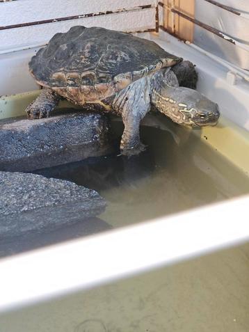 Schildpad inclusief of exclusief schildpadden bak  beschikbaar voor biedingen