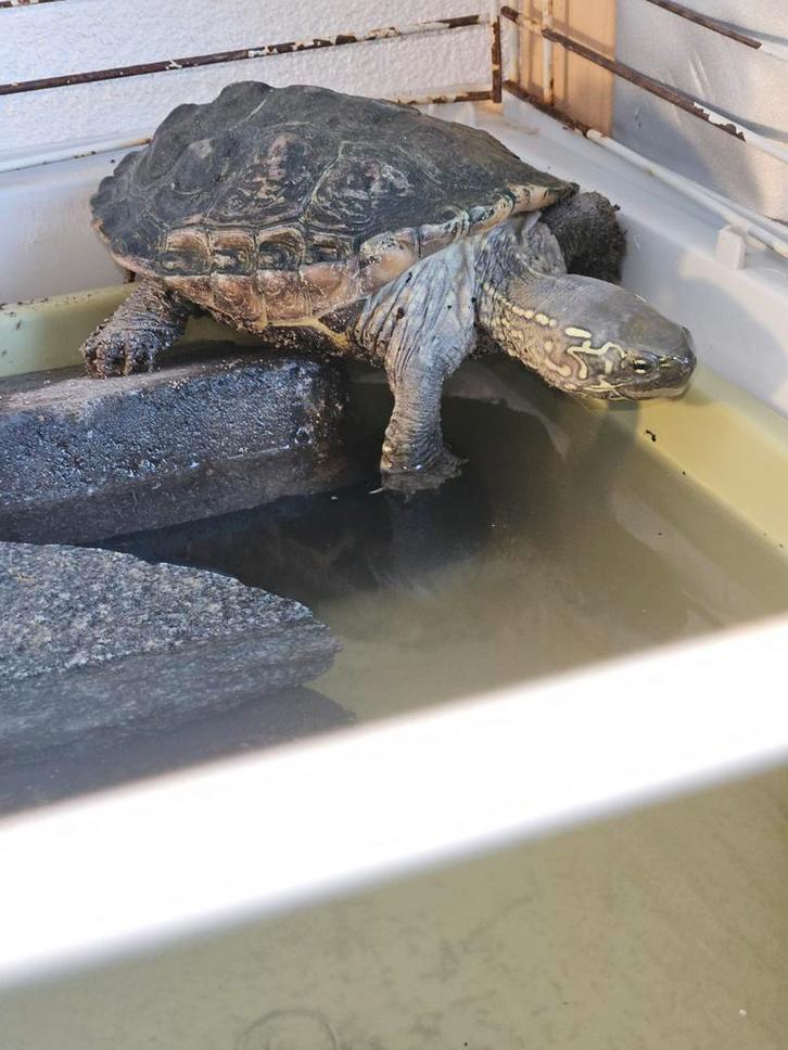 Schildpad inclusief of exclusief schildpadden bak, Dieren en Toebehoren, Reptielen en Amfibieën, Schildpad