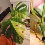 Monstera aurea yellow variegata kopstek, Huis en Inrichting, Kamerplanten, Ophalen, Halfschaduw, Minder dan 100 cm