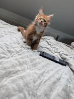 Maine coon boy, Dieren en Toebehoren, Katten en Kittens | Raskatten | Langhaar, Kater, Ontwormd, 0 tot 2 jaar