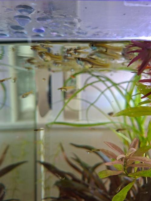 Vrouwtjes endler guppen, Dieren en Toebehoren, Vissen | Aquariumvissen, Zoetwatervis, Vis, Schoolvis