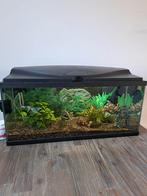 Aquarium in prima staat inclusief alle toebehoren. 80x35x30, Dieren en Toebehoren, Vissen | Aquaria en Toebehoren, Ophalen of Verzenden