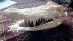 Crocodylus siamensis, Ophalen of Verzenden, Zo goed als nieuw, Reptiel of Amfibie, Schedel