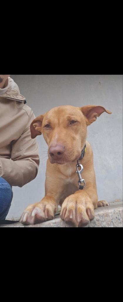 Resque Pup Pax. Zoekt baasje, Dieren en Toebehoren, Honden | Niet-rashonden, Reu, Particulier, Eén hond, Buitenland, 15 weken tot 1 jaar