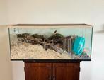 Aquariumbak 120/50, goed geschikt voor hamsterscapen!, Kooi, Hamster, Ophalen, Minder dan 60 cm