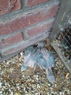 2 jonge halsbande, Dieren en Toebehoren, Vogels | Overige Vogels, Geslacht onbekend, Tropenvogel