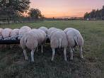 Stamboek Texelaar dekrammen te koop, Mannelijk, Schaap