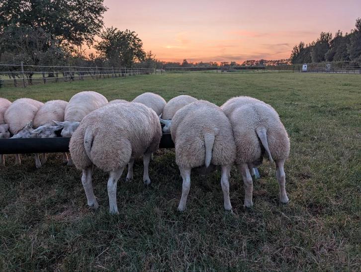 Stamboek Texelaar dekrammen te koop, Dieren en Toebehoren, Schapen, Geiten en Varkens, Schaap, Mannelijk