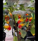 Impatiens niamniamensis 'Of papegaai balsemien'  stekken, Ophalen of Verzenden