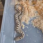 Western hognose, Dieren en Toebehoren, Reptielen en Amfibieën, Slang, Tam, 0 tot 2 jaar
