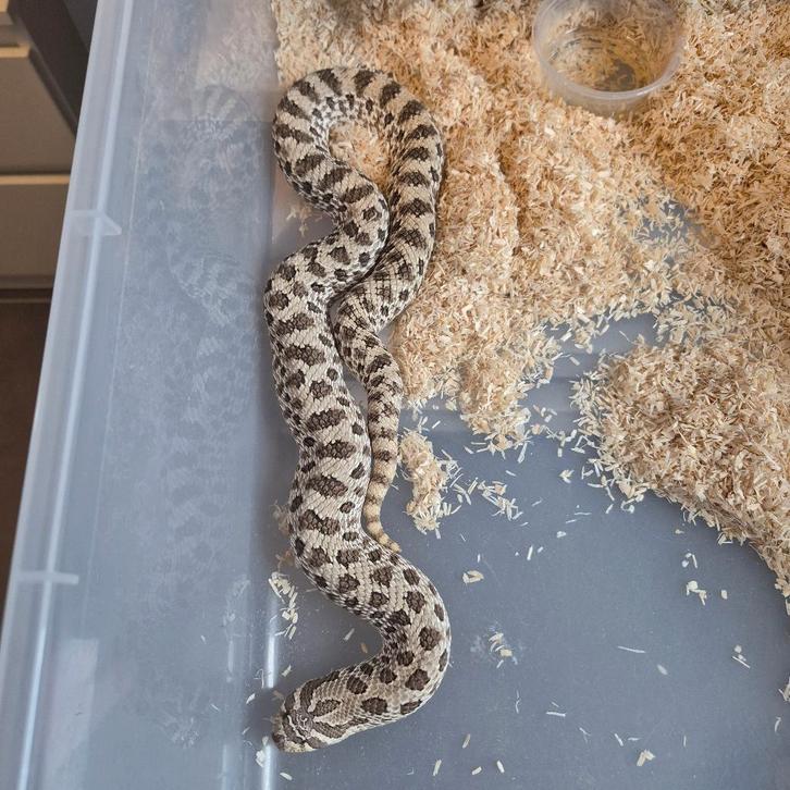 Western hognose