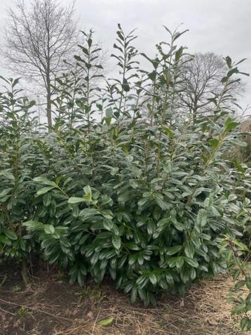Rotundifolia laurier beschikbaar voor biedingen
