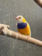 Gouldamadines, Dieren en Toebehoren, Vogels | Overige Vogels, Meerdere dieren, Tropenvogel, Geringd