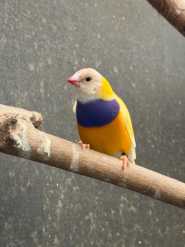 Gouldamadines, Dieren en Toebehoren, Vogels | Overige Vogels, Tropenvogel, Meerdere dieren, Geringd