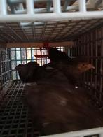 Zwarte japanse kwartels, Dieren en Toebehoren, Meerdere dieren, Overige soorten