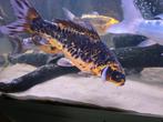 GhostCarpers & coikarper, Dieren en Toebehoren, Vissen | Aquariumvissen, Vis