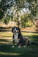 Entlebucher Sennenhond pups met stamboom, Dieren en Toebehoren, Honden | Herdershonden en Veedrijvers, Meerdere, Rabiës (hondsdolheid)