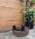 Cairn Terriër puppy's, Dieren en Toebehoren, Overige rassen, 8 tot 15 weken, Meerdere, Meerdere dieren